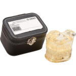 Studienmodell Transparent - 1 db, átlátszó - 355641