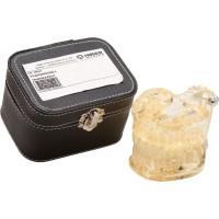 Studienmodell Transparent - 1 db, átlátszó - 355641