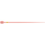 TruNatomy™ Guttaperchaspitzen - Sortiment 60 Guttaperchaspitzen SMALL