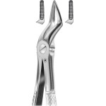 Zahnzangen - Stück HSA 557-51, Englische Form, für obere Wurzeln - HSA 557-51