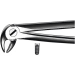 Zahnzangen, 1 darab, UK für Prämolaren, Frontzähne