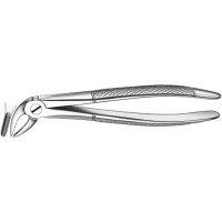 Zahnzangen, 1 darab, UK für Schneidezähne, Eckzähne