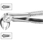 Zahnzangen, 1 darab, HSA 573-22, Figur 22, für untere Molaren, beide Seiten