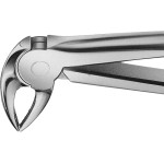 Anatomica-Zahnzangen nach Büchs - 1 db, DH733R, für untere Schneidezähne, Prämolaren und Wurzeln - DH733R