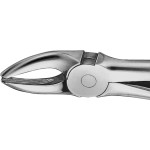 Anatomica-Zahnzangen - 1 db, DG107R, für obere Prämolaren - DG107R