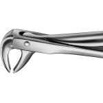 Anatomica-Zahnzangen - 1 db, DG440R, für untere Eckzähne und Prämolaren - DG440R