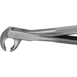 Anatomica-Zahnzangen - 1 db, DG555R, für untere Molaren - DG555R