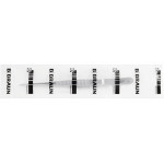 Anatomische Pinzetten - 1 db, gerade, 180 mm - BD238R